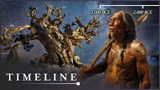 Oldest Tree On Earth: The Curse Of The Methuselah Tree (Nature History Documentary) | Timeline