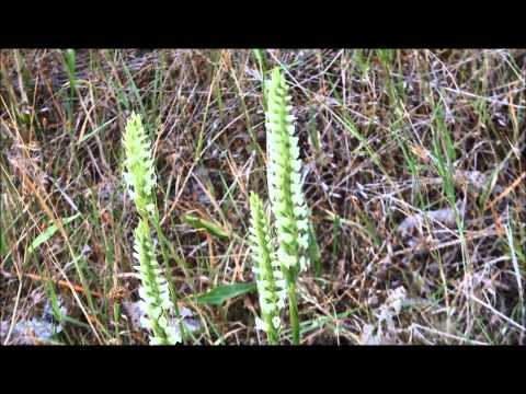 Spiranthes romanzoffiana