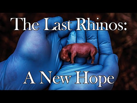 66-Day Fetus Of Northern White Rhino Marks A Moment Of Hope For A Species On The Brink