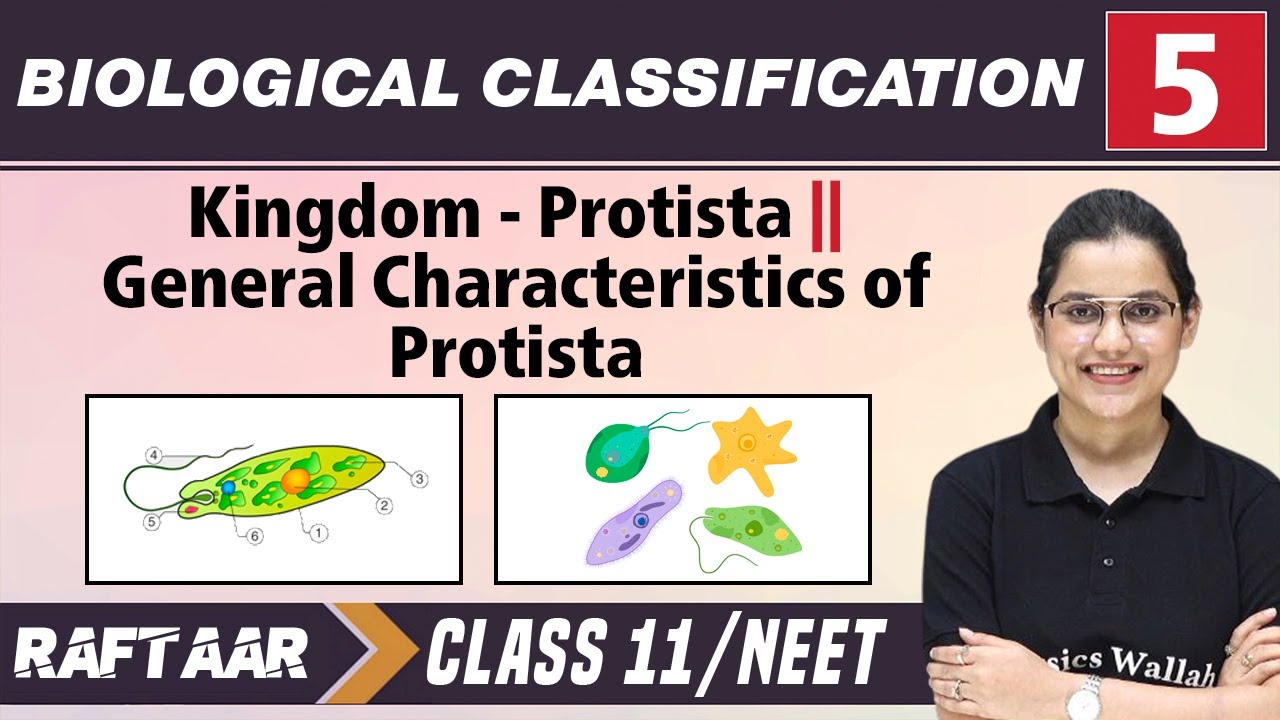 Biological Classification 05 | Kingdom - Protista l Characteristics of Protista l Class 11/NEET