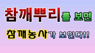 [텃밭농부.766]  참깨의 뿌리를 보면 참깨농사가 보인다!