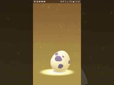 Chocando 9 ovos de 10km