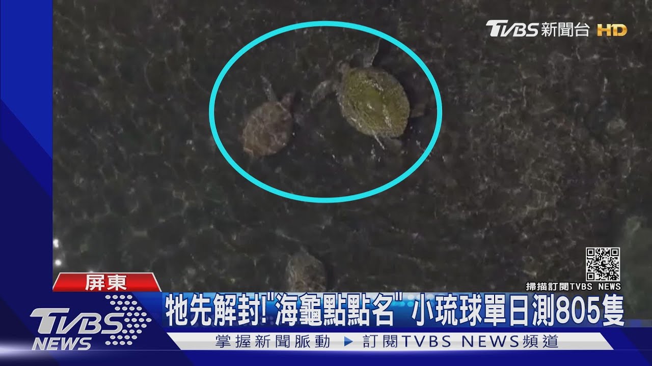 悶壞牠先解封!「海龜點點名」 小琉球單日測805隻