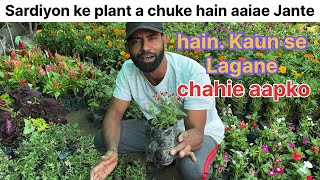 Aa Gaye Hain Woh Winter Plants Jinka Sabko Intezar Tha Abhi Lagao Ye Khubsurat Phool