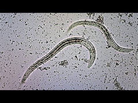 Paraziták metazoans és protozoans