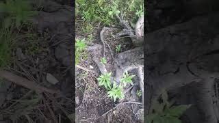 Download lagu mancing ikan Toman gigi #banjir #mancing #mancingtomanbunga #mancingikantoman #shorts mp3