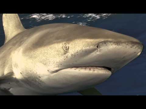 Ocean Soul: Close Encounters with a Dangerous Shark