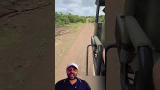 Javali Ligeiro deixou Leoa na Poeira😱