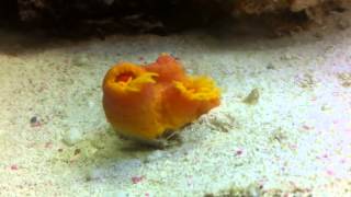 New Saltwater Nano Reef Tank Additions