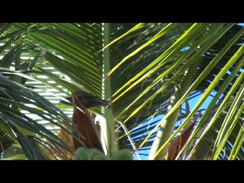 common cuckoo chicks at coconut tree