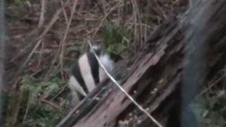 preview picture of video 'Badgers in Whinfell Forest (Centerparcs)'