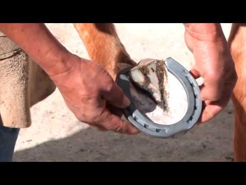 How to shoe a horse