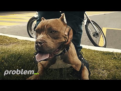 ☆ SUDAMERY JANE'S ☆ - CÓDIGOS [ Video Oficial ]