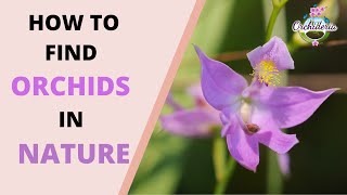 Orchids in Nature: How to Find "Wild" Orchids In Situ Near You
