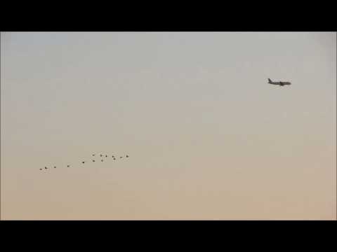 Mango, Richard J Aarden, Hiroyuki Imamura - Chasing Birds (Dub Mix)