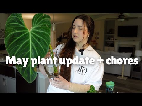 A Quick Houseplant Update Walkthrough With Some Plant Chores ????