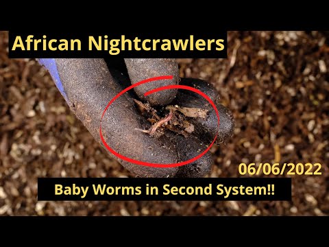 African Nightcrawlers - Systems Rebounding!! 6/06/2022