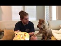 The Tap - A Short Film of a Tapping Shar-Pei