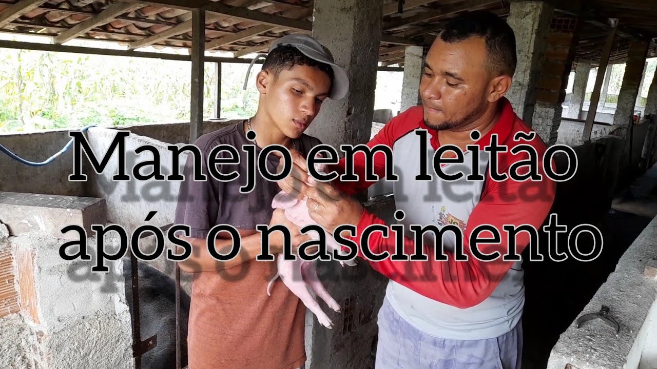 manejo em leitão após o nascimento