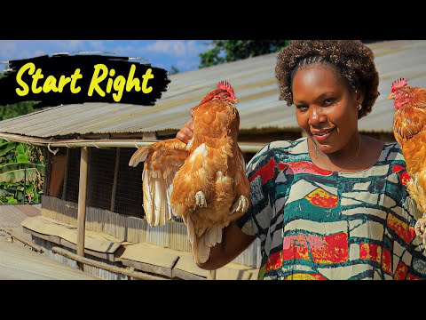 300 Chickens Can Make You RICHER Than 500 (Here’s Why)