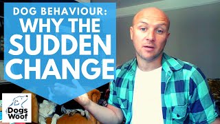 Dog Behaviour: Sudden Behaviour Changes