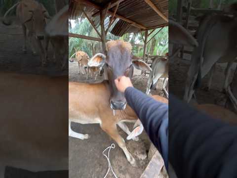 Suntikan multivitamin pada pedet nakal #sapi #animals #cow