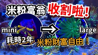 【藍箱水族】一次看！展示缸收割珊瑚＋造景大改造＋完整檢疫流程！乾貨滿滿～片尾再抽獎！海水珊瑚缸 主缸換造景