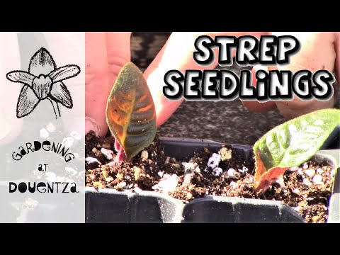 Streptocarpus || Pricking out & Potting on Seed-Grown Plants