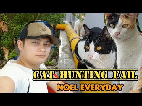 CAT HUNTING FAIL - HOW DO MOTHER CAT HUNTS FOR FOOD FOR KITTENS - NOEL EVERYDAY