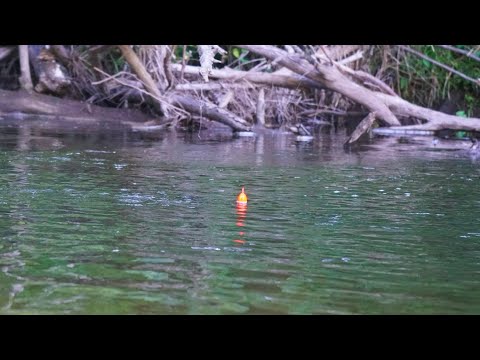 INSANE KING SALMON BOBBER DOWNS! - Float Fishing Salmon Run 2022