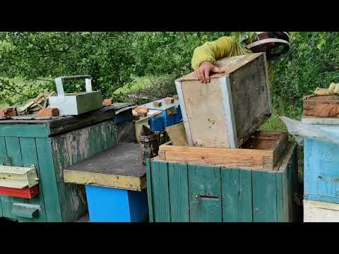 Как можно словить пчёл в лесу. Пересадка пойманного роя в улей. #пчеловодство #роеловство #рой