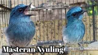 Download lagu Masteran Tledekan Sitrun Gacor mp3