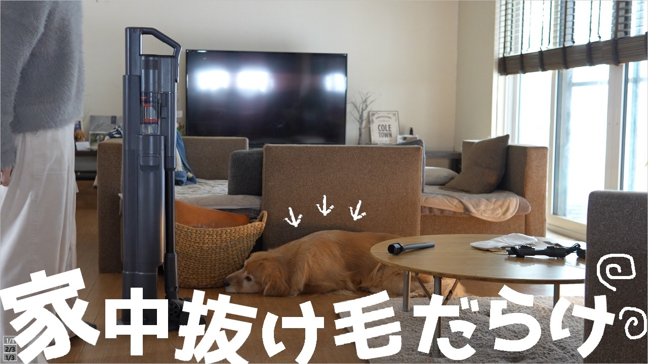 今年もゴールデンレトリバーの換毛期が来ました！