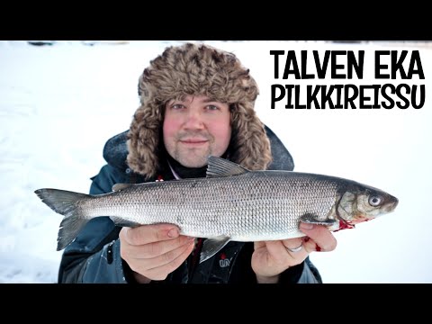 SIIKAA OULUJOELTA PILKILLÄ - TALVEN EKA PILKKIREISSU