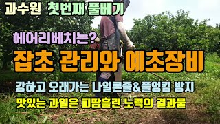 감귤재배 첫 예초 헤어리베치 풀관리와 예초장비 맛있는 과일을 위해 오늘도 더위와 사투를...