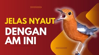 Download lagu Merangsang Emosi Dalam Hitungan Detik, Pancingan Dan Terapi Anis Merah Macet Bunyi | AMO 57 mp3