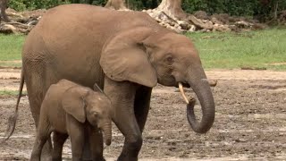 Welcome To The Elephant Oasis | Natural World Forest Elephants | BBC Earth