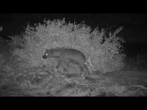 Djuma: Two Hyenas - 23:20 -  05/31/19
