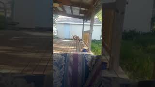 Rabbits under porch, lol