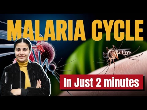 Life cycle of Malarial parasite Explained in 2 minutes l Class 12 Biology l Human health and disease