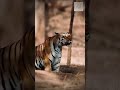 Tiger’s Mating Call, Experience the Wildlife