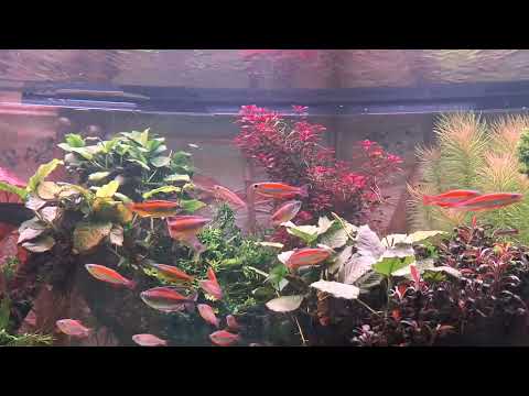 Feuerroter Kongosalmler fantastique im 900l aquarium nach 10 Monaten Eingewöhnung