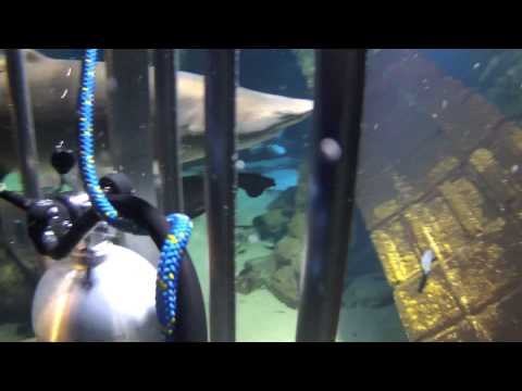 Atlantis Marine World Shark Dive Riverhead Aquarium Long Island NY