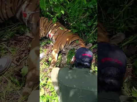 Tiger Dart On Rapti