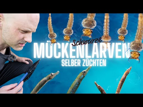 Besonderes Futter für besondere Fische | Schwarze Mückenlarven züchten für unsere Süßwassernadeln