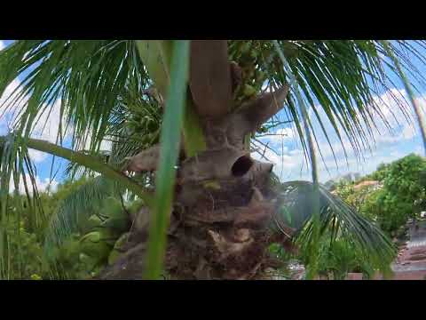 Escalada al aire libre. palma de coco