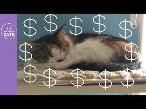 The Monthly Cost of a Cat Video