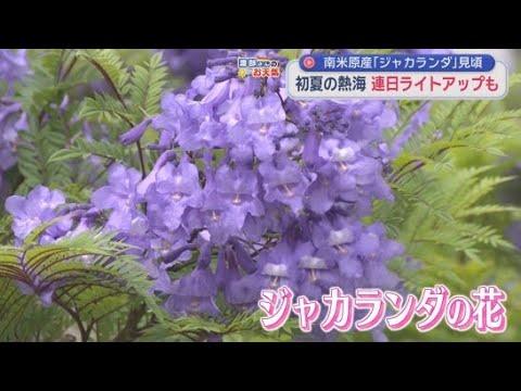 YouTube Video 初夏を告げるジャカランダの花が見頃　静岡・熱海市
