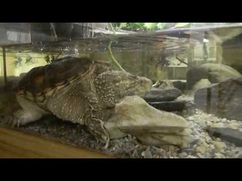Snapping Turtle At Southern Vermont Natural History Museum In Need Of Bigger Enclosure