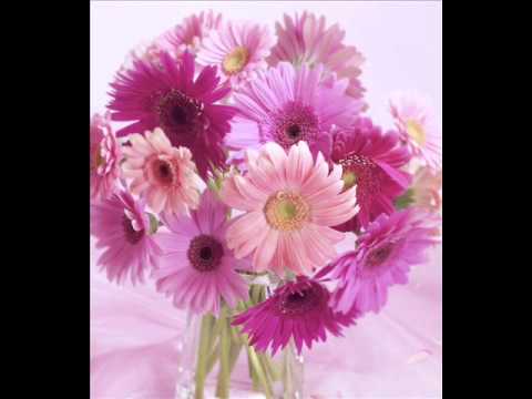 download lagu mp3 mp4 Livrare Flori Roman, download lagu Livrare Flori Roman gratis, unduh video klip Livrare Flori Roman